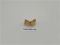 藏品(尺蛾634)的圖片